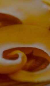 sp_bg_img003